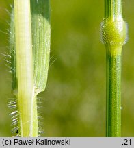 Bromus racemosus (stokÅ‚osa groniasta)