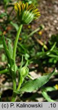 Calendula arvensis (nagietek polny)