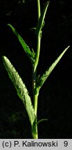 Campanula sibirica ssp. divergens