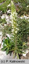 Campanula thyrsoides ssp. carniolica