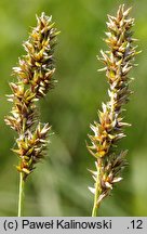 Carex diandra (turzyca obła)