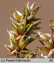 Carex diandra (turzyca obła)