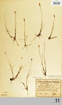Carex dioica (turzyca dwupienna)