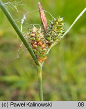 Carex extensa (turzyca wyciągnięta)