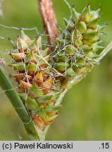 Carex extensa (turzyca wyciągnięta)