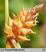 Carex extensa (turzyca wyciÄ…gniÄ™ta)