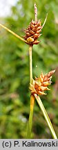 Carex extensa (turzyca wyciÄ…gniÄ™ta)