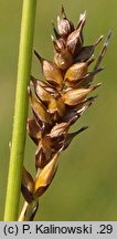 Carex hostiana (turzyca Hosta)