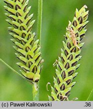 Carex juncella (turzyca sitowata)