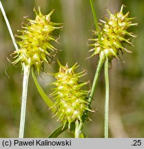 Carex lepidocarpa (turzyca Å‚uszczkowata)