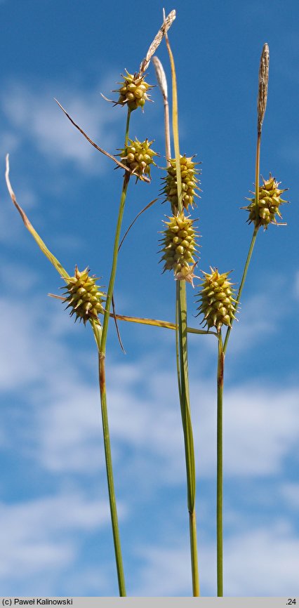 Carex lepidocarpa (turzyca Å‚uszczkowata)