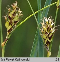 turzyca ciemnokłosa (zwisła) (Carex melanostachya)