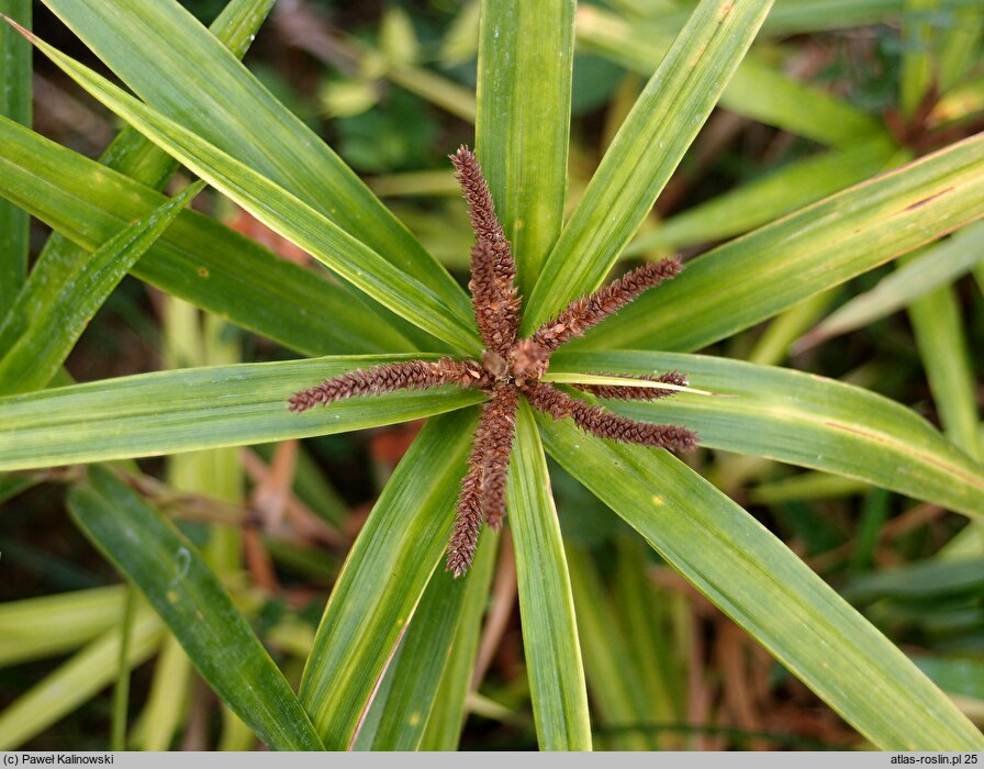 Carex phyllocephala