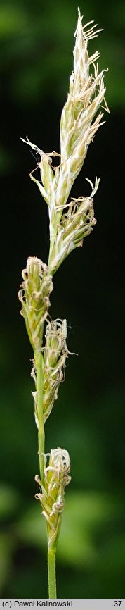 Carex repens (turzyca poznańska)