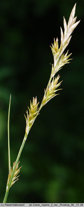 Carex repens (turzyca poznańska)