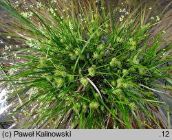 Carex viridula (turzyca Oedera)