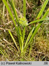 Carex viridula (turzyca Oedera)