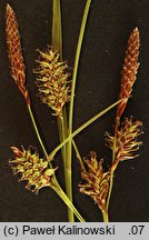 Carex ×leutzii