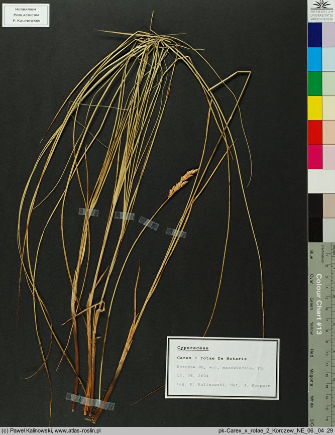 Carex ×rotae