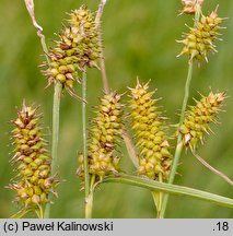 Carex ×schatzii