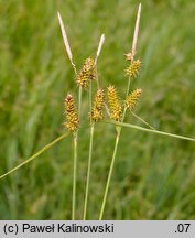 Carex ×schatzii
