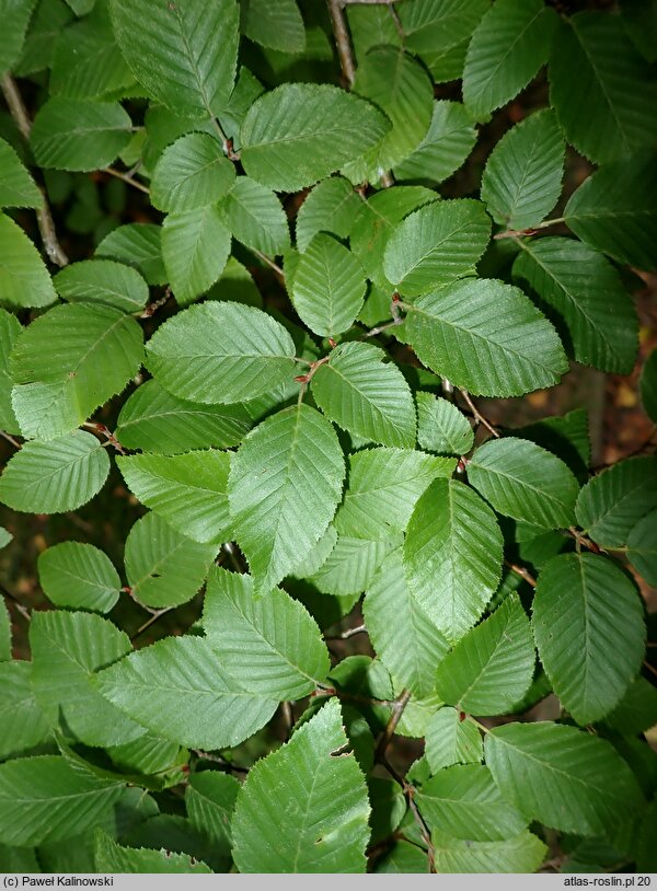 Carpinus henryana var. oblongifolia