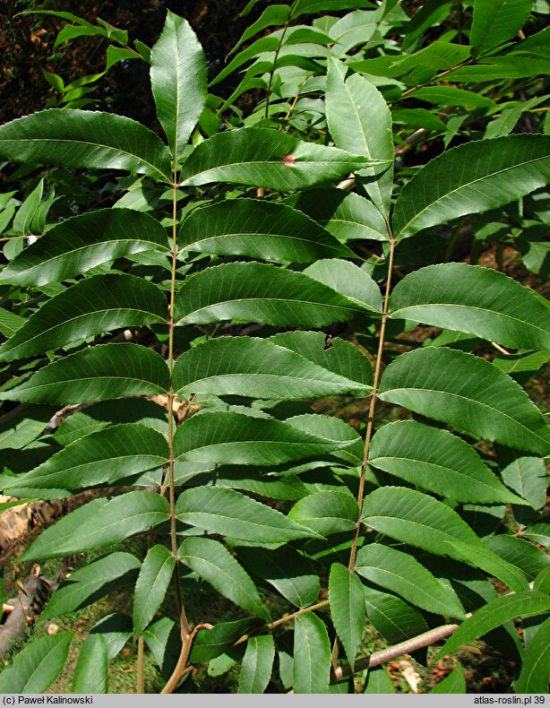 Carya illinoinensis (orzesznik pekanowy)