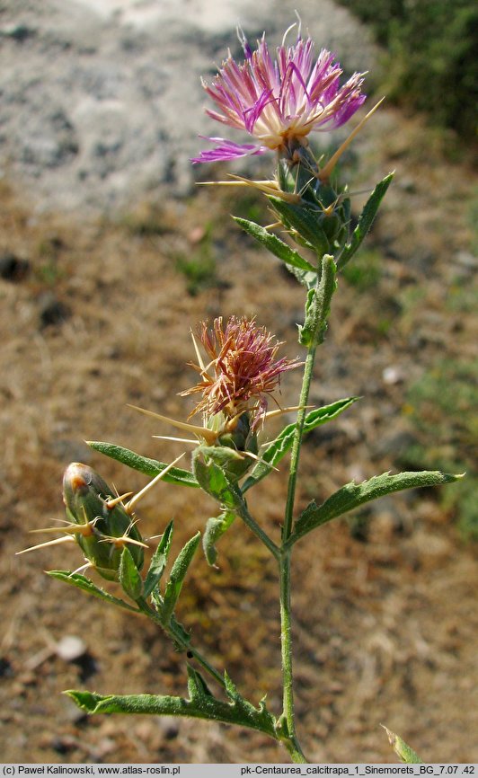 Centaurea calcitrapa (chaber kolący)