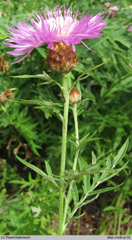 Centaurea karabaghensis