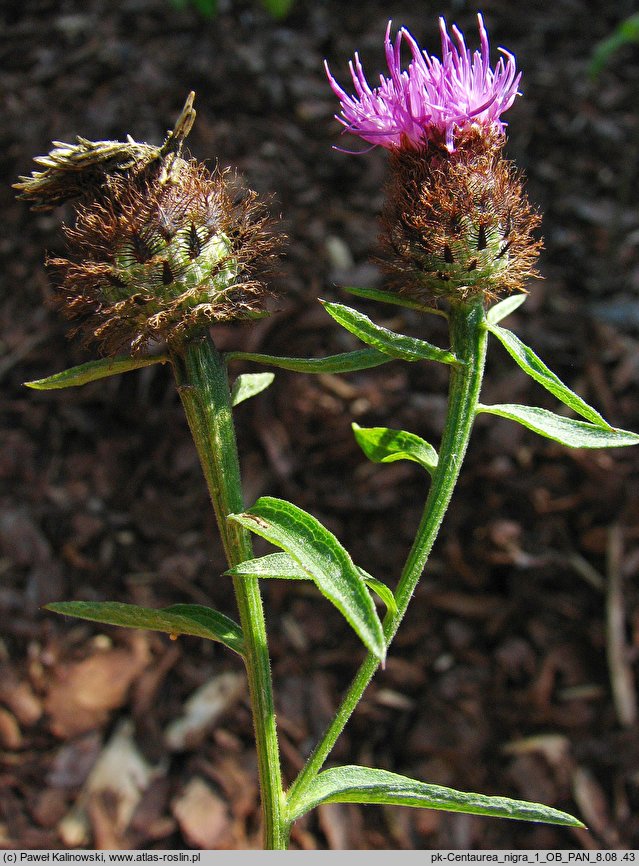 Centaurea nigra (chaber ciemny)