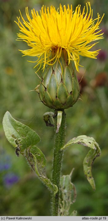 Centaurea thracica