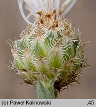 Centaurea ×psammogena