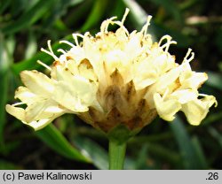 Cephalaria gigantea (głowaczek olbrzymi)