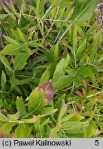 Cephalaria uralensis (głowaczek uralski)