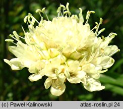 Cephalaria uralensis (głowaczek uralski)