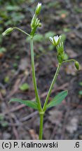 Cerastium macrocarpum (rogownica wielkoowockowa)