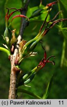 Cercidiphyllum japonicum (grujecznik dalekowschodni)