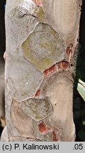 Chaenomeles sinensis (pigwowiec chiński)