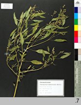 Chenopodium pedunculare (komosa szypuÅ‚owa)
