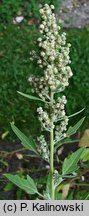 Chenopodium quinoa (komosa ryÅ¼owa)