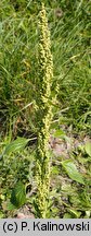 Chenopodium urbicum (komosa trÃ³jkÄ…tna)