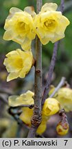 Chimonanthus praecox var. concolor