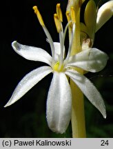Chlorophytum comosum (zielistka Sternberga)