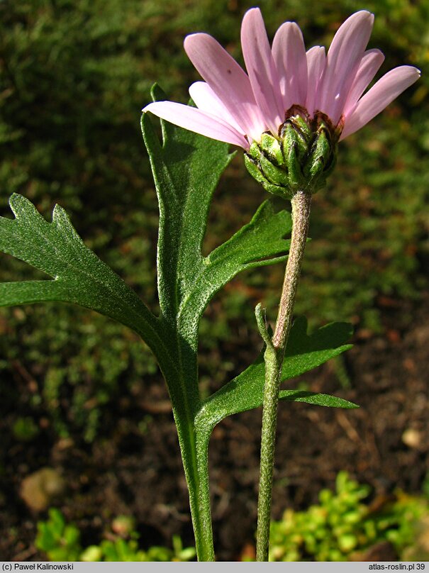 Chrysanthemum oreastrum