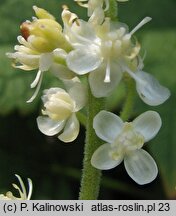 Actaea dahurica (pluskwica dahurska)
