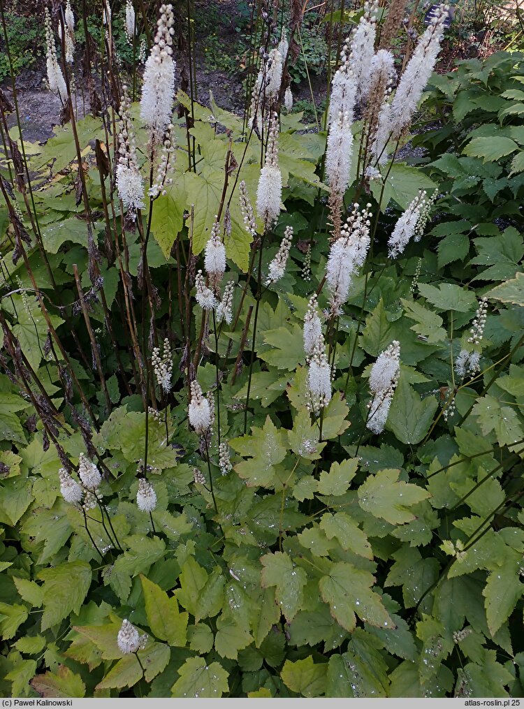 Actaea cordifolia (pluskwica groniasta)
