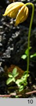 Clematis orientalis (powojnik wschodni)