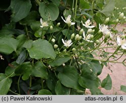 Clematis terniflora (powojnik jesienny)