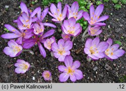 Colchicum polyphyllum