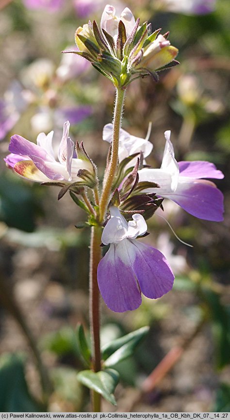 Collinsia heterophylla (kolinsja rÃ³Å¼owobiaÅ‚a)